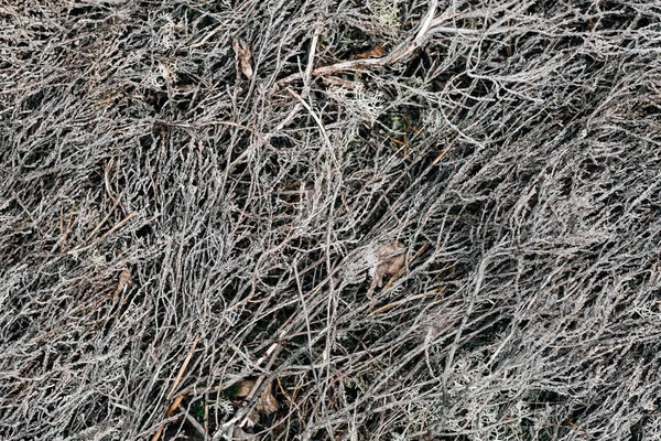 Abstrakter Grauer Waldhintergrund Natürliche Organische Muster — Stockfoto