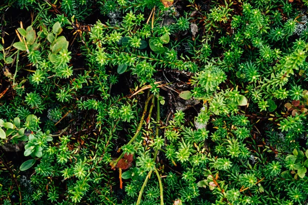 Zielone Liście Tła Wzoru Naturalne Tło Lasu Organicznego — Zdjęcie stockowe