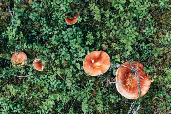 森の中のロシアキノコ 鮮やかな赤色のキノコ — ストック写真