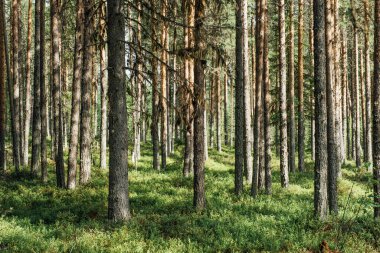 Güzel orman ağaçları. Doğa yeşil ahşap arka planlar