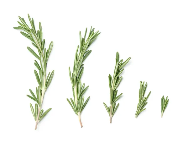 Collection of rosemary branches isolated on white background Stock Image