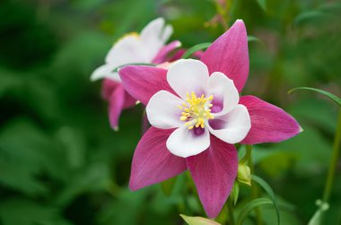 vahşi pembe columbine aquilegia çiçek