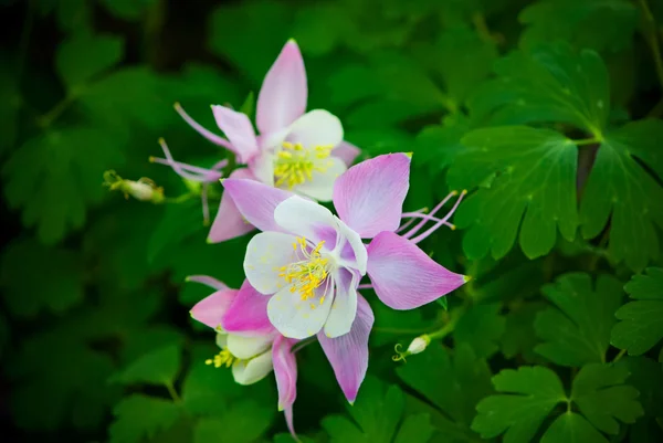 春の野生のコロンバイン花 (オダマキ) — ストック写真