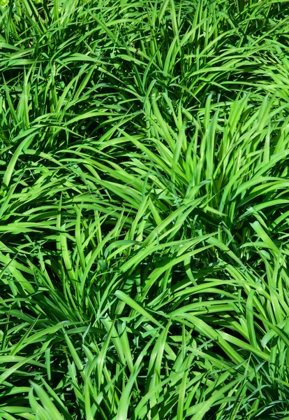 Green grass background texture — Stock Photo, Image