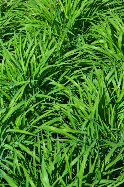 Green grass background — Stock Photo, Image