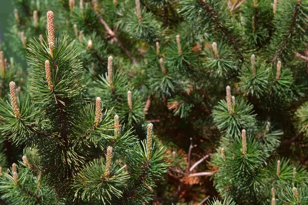 Zelená borovice a šišky closup — Stock fotografie