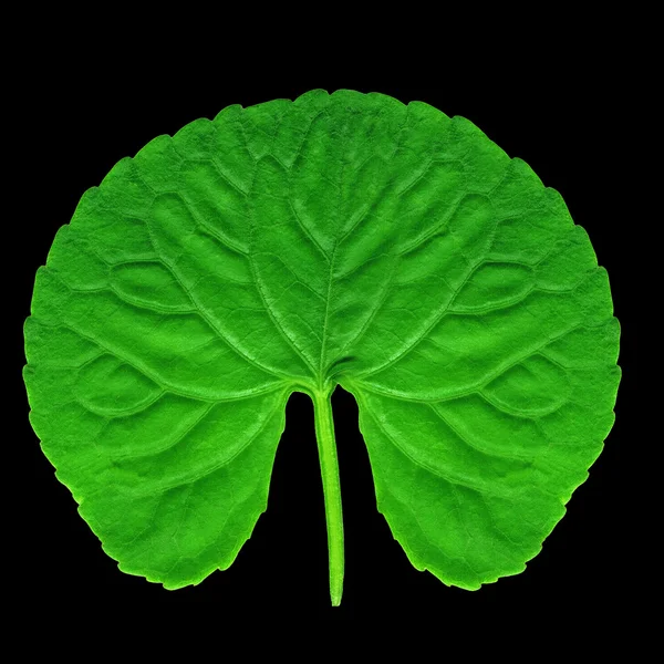 Rounded green leaf — Stock Photo, Image