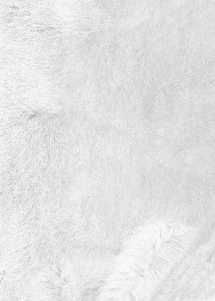 White fur background. Closeup