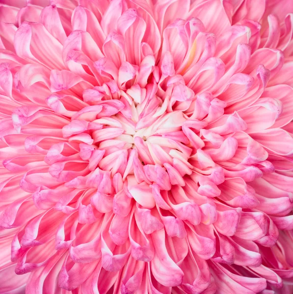 Pink aster flower, closup — Stock Photo, Image