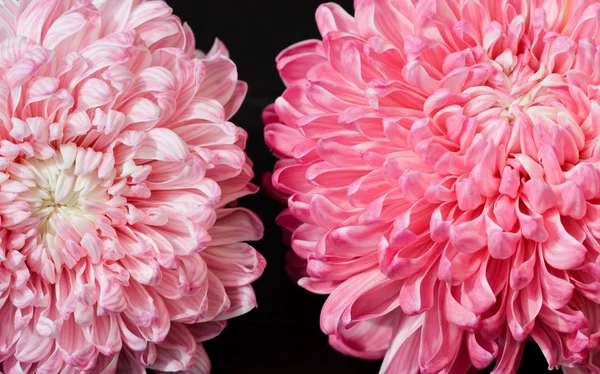 Pink red aster flowers — Stock Photo, Image