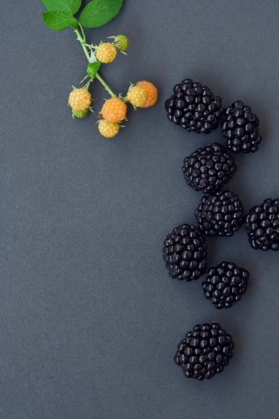 黑莓，树莓灰色，copyspace — 图库照片