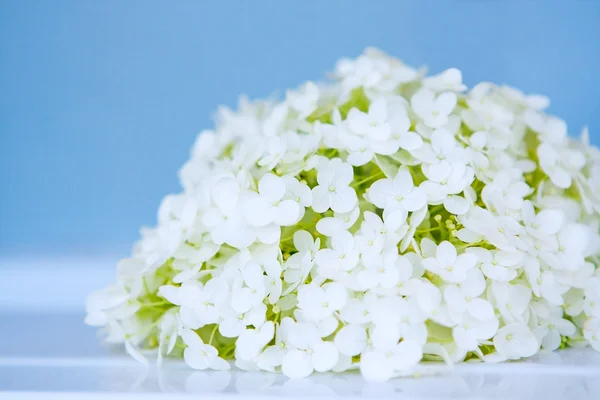 White flowers on blue, macro