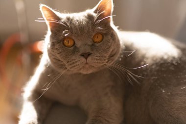 İngiliz Kedisi Sandalyede Uzanıyor, Sıcak Kedi Güneş Banyosu yapıyor. Şirin Kedi Dinleniyor. Hayvan.