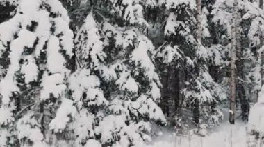 Karlı Kış Ormanı Yolu B dönüşü çekim. Doğa