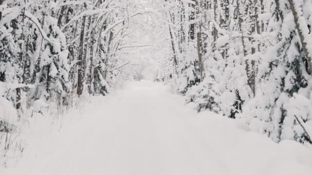 雪の冬の森の道Bロールショット。自然 — ストック動画