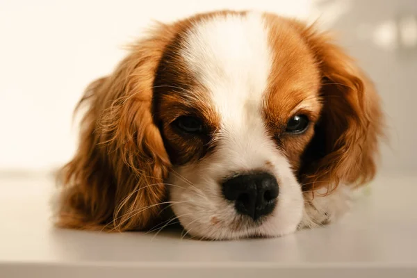 Roztomilý pes Portrét ospalý obličej. King Charles Spaniel Laying — Stock fotografie