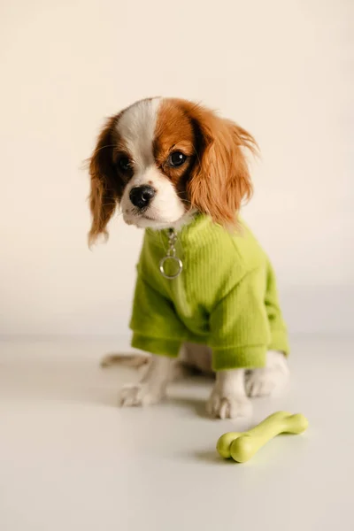 かわいい犬は緑のスーツを着ておもちゃの骨と座っている。チャールズ・スパニエル王は孤立した — ストック写真