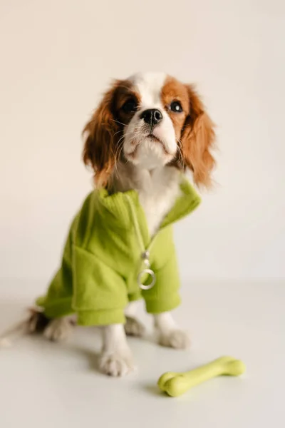 Cão bonito sentado com osso de brinquedo vestindo terno verde. Rei Charles Spaniel isolado — Fotografia de Stock