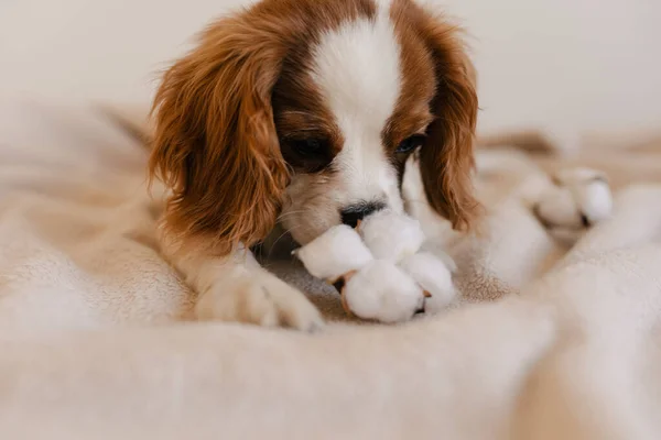 Lindo retrato de perro con la colocación de algodón en cuadros. Rey Charles Spaniel yaciendo mirando la cámara —  Fotos de Stock