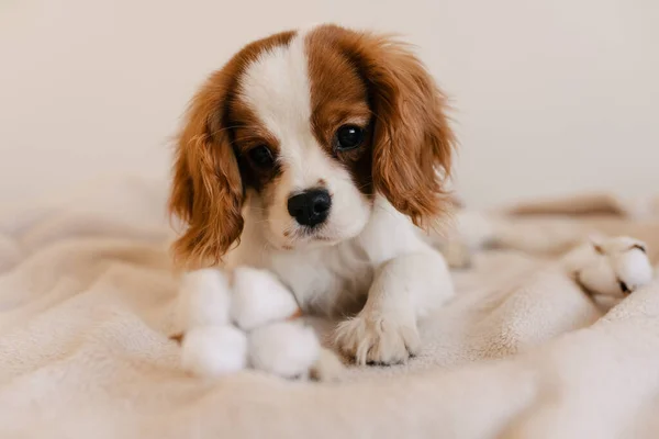 Portret słodkiego psa z bawełnianym kładzeniem na kratę. Król Charles Spaniel układanie patrząc ot aparat — Zdjęcie stockowe