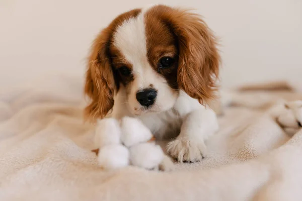 Lindo retrato de perro con la colocación de algodón en cuadros. Rey Charles Spaniel yaciendo mirando la cámara —  Fotos de Stock