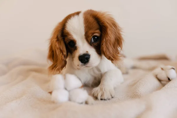 Retrato de cão bonito com deitado de algodão em xadrez. Rei Charles Spaniel Deitado Olhar ot Camera — Fotografia de Stock