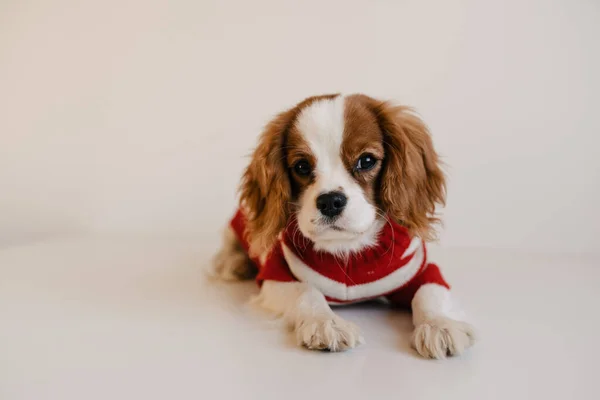 Kırmızı takım elbiseli şirin bir köpek portresi. Kral Charles Spaniel Kameraya Bakıyor — Stok fotoğraf