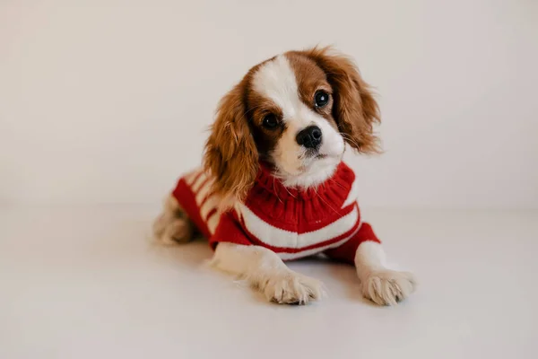 Lindo retrato de perro con traje rojo. Rey Charles Spaniel acostado mirando a la cámara —  Fotos de Stock