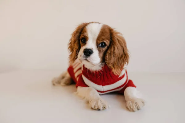 Kırmızı takım elbiseli şirin bir köpek portresi. Kral Charles Spaniel Kameraya Bakıyor — Stok fotoğraf