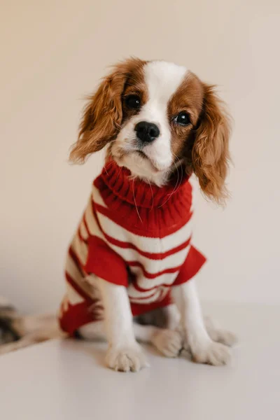 Üzerinde kırmızı elbiseyle oturan sevimli köpek. Kral Charles Spaniel tecrit edildi — Stok fotoğraf