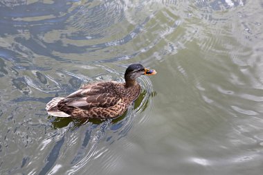 Burası Kore 'deki Changdeokgung Sarayı.