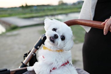 Köpekler insanlarla yürür.