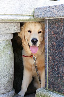 Köpekler insanlarla yürür.