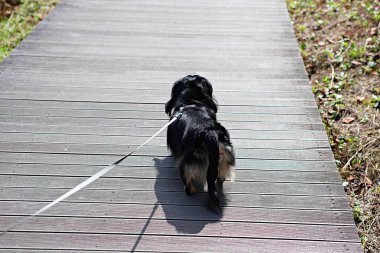 Köpekler insanlarla yürür.