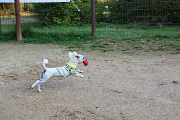 Chiens Marchent Avec Les Humains — Photo