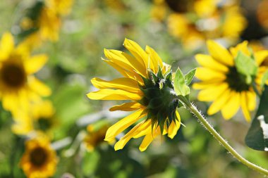  Kore parkında bir çiçek..