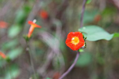  Kore parkında bir çiçek..