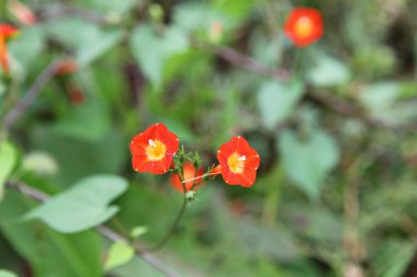  Kore parkında bir çiçek..