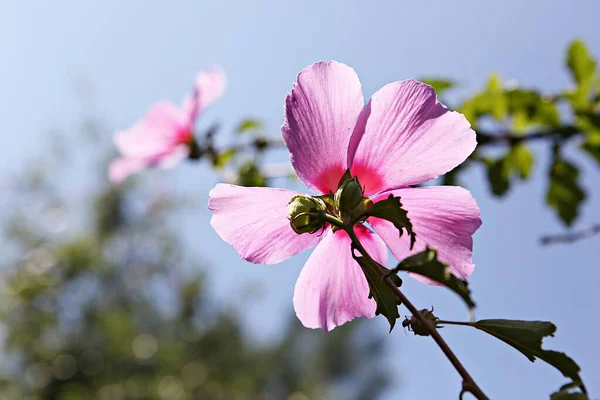นเป นดอกไม ในสวนสาธารณะเกาหล — ภาพถ่ายสต็อก