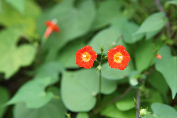 Uma Flor Parque Coréia — Fotografia de Stock