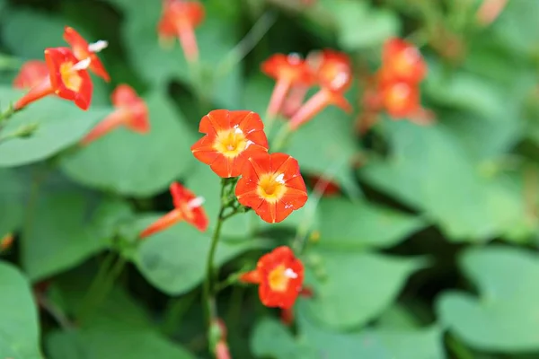 Uma Flor Parque Coréia — Fotografia de Stock