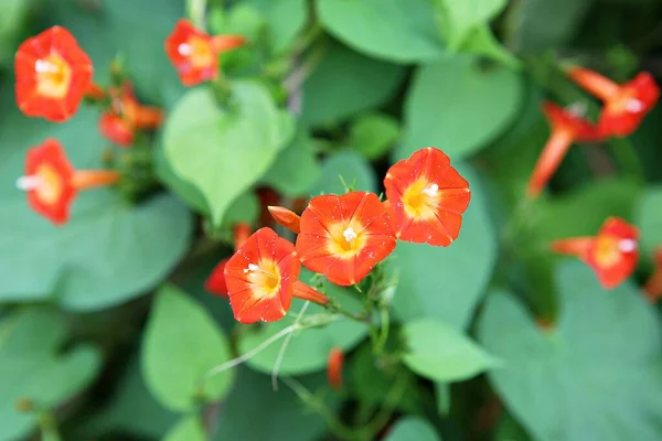 这是韩国公园里的一朵花 — 图库照片