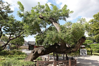  Kore 'de Changdeokgung Sarayı..