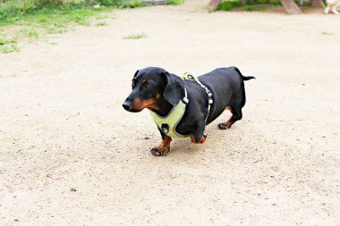Parkta oynayan köpek yavruları