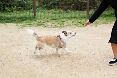 Parkta oynayan köpek yavruları
