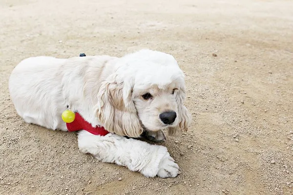 Chiots Jouer Dans Parc — Photo