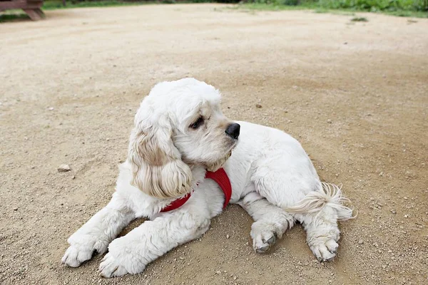 Puppies Playing Park — Stock Photo, Image