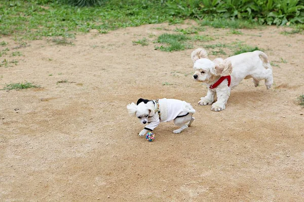 Puppies Playing Park — Stock Photo, Image