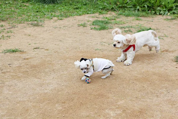 Welpen Spielen Park — Stockfoto