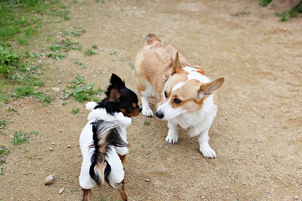 Puppies Spelen Het Park — Stockfoto